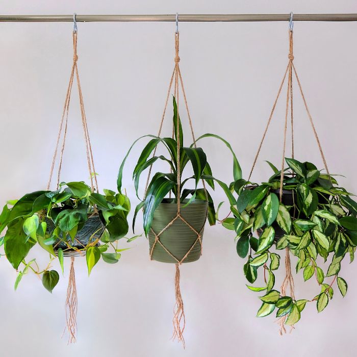 Plant hanger 2024 for shower